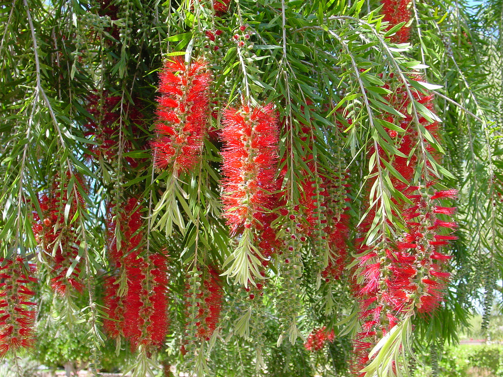 Callistemon Viminalis 500-10,000 Seeds, Weeping Bottle Brush Tree, Orn