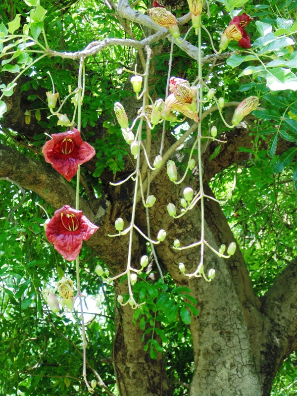 5 graines - Kigelia africana pinnata - Saugage arbre