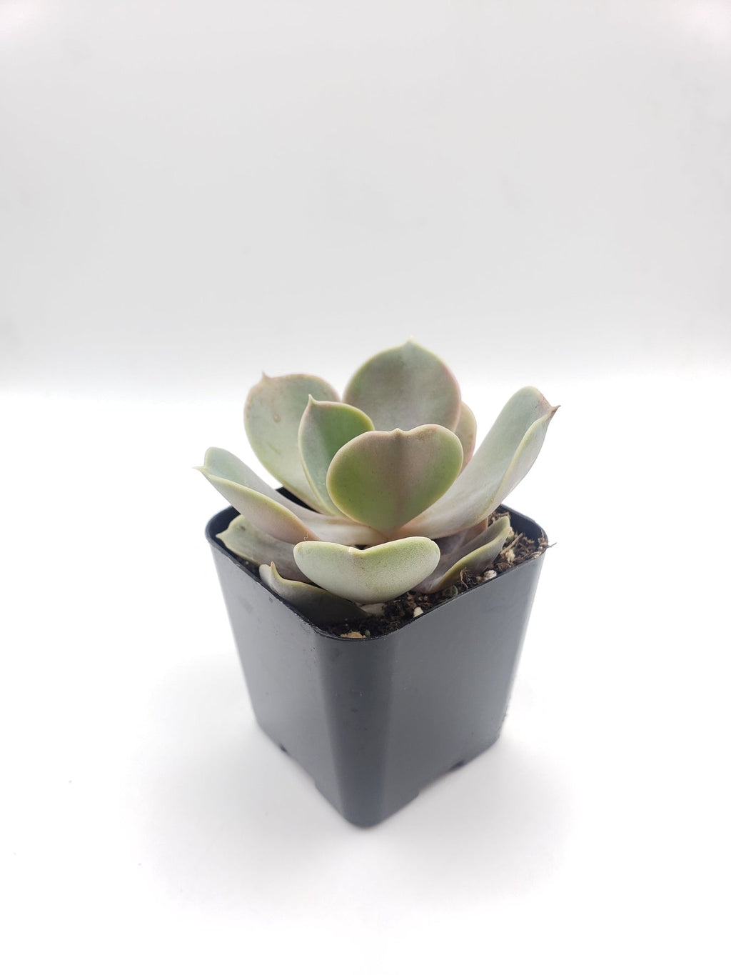 #1 Echeveria Perle von Nurnberg