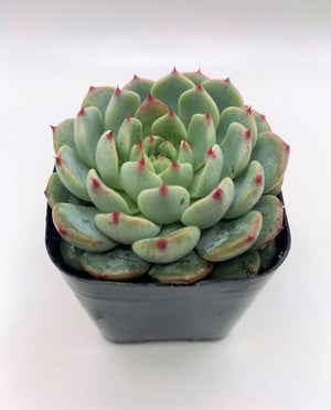 Echeveria Minima