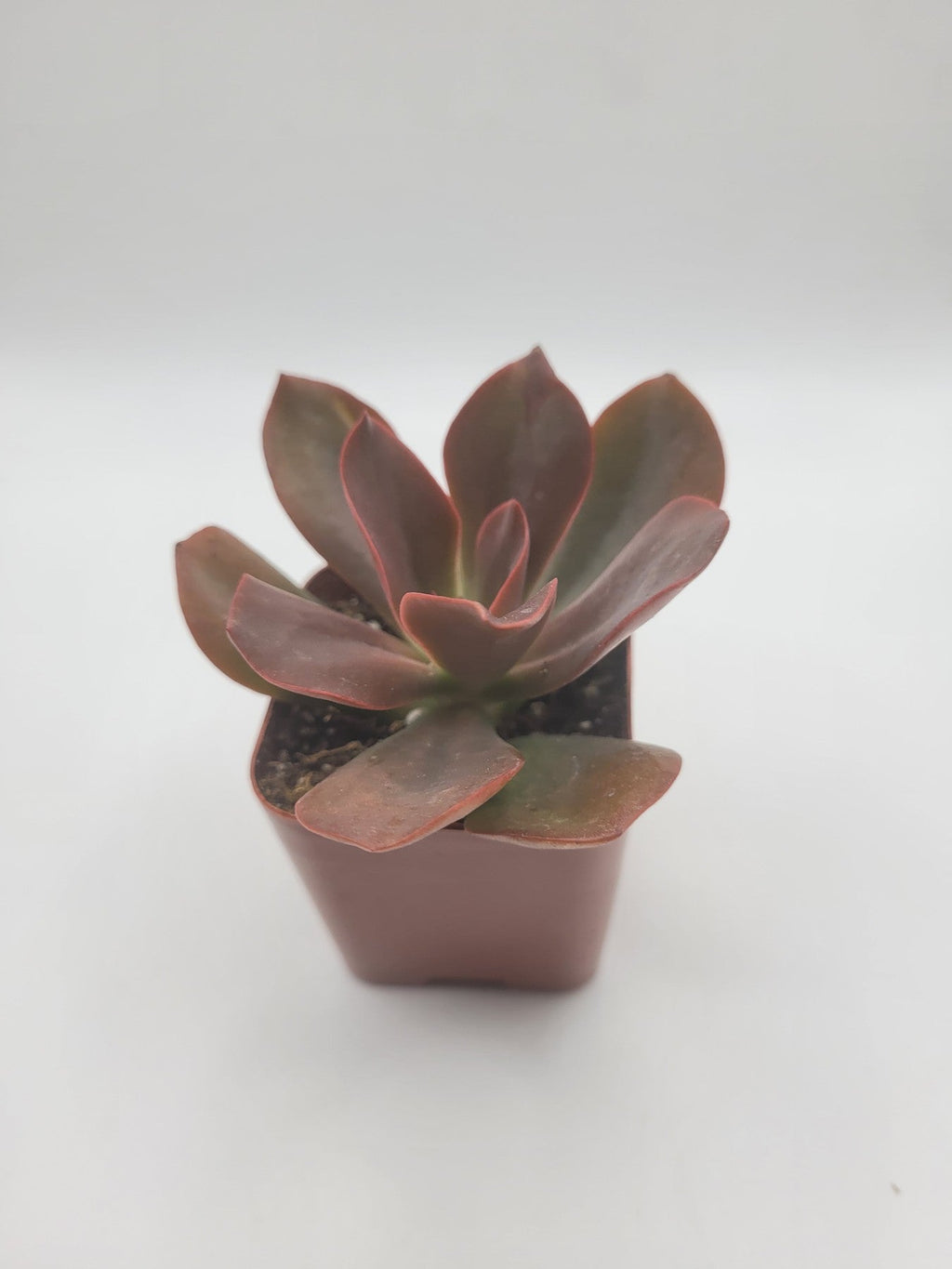 Echeveria