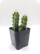 #10C Echinocereus pentalophus 2" Cactus Plant