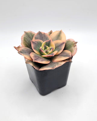 Aeonium Sunburst