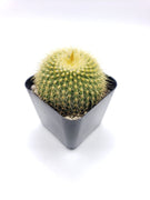 #11C Parodia Leninghausii Golden Ball 2" Cactus Plant