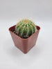 #12C  Balloon Cactus Plant 2"