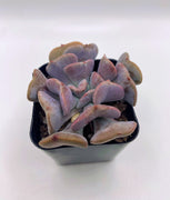 #13 Echeveria Cubic Frost Succulent Plant 