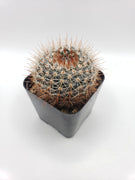 #13C Parodia Erubescens 2" Cactus Plant