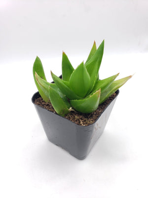 Aloe Black Gem