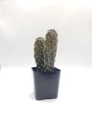 #14C Consolea rubescens 2" Cactus Plant