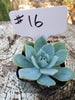 Echeveria Light Green