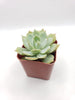 Echeveria Light Green