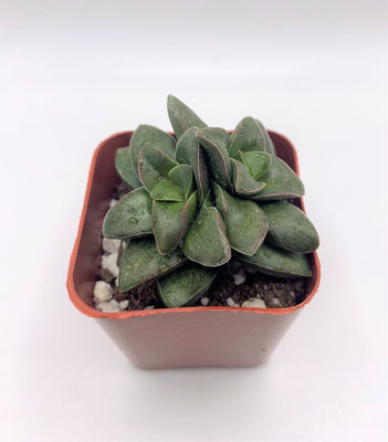 Crassula Springtime