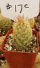 #17C Mammilaria Lady Finger 2" Cactus Plant 