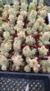 #17C Mammilaria Lady Finger 2" Cactus Plant 