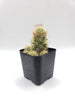 #17C Mammilaria Lady Finger 2" Cactus Plant 