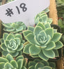 #18 Echeveria Blue Atoll Succulent Plant