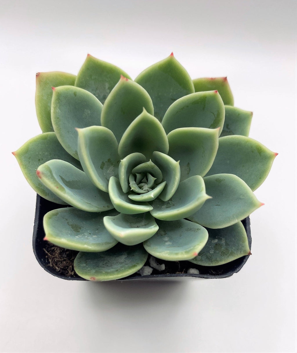 #18 Echeveria Blue Atoll Succulent Plant