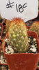 #18C Mammilaria Copper King 2" Cactus Plant