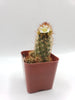 #18C Mammilaria Copper King 2" Cactus Plant