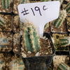 #19C 2" Cactus Plant