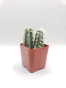 #19C 2" Cactus Plant