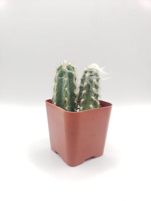 #19C 2" Cactus Plant