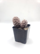 #1C Tephrocactus Articulatus 2" Cactus Plant