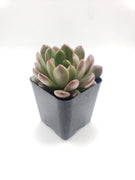 #20 Sedeveria Bashful Succulent Plant