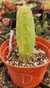 #EC09 EXACT Trichocereus  "Jiimz" Bridgesii 4 Rib Wind Cactus Plant Specimens