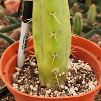 #EC09 EXACT Trichocereus  "Jiimz" Bridgesii 4 Rib Wind Cactus Plant Specimens