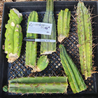 #EC188 EXACT Trichocereus TLC Bargain MIXED Cactus Cutting Lot