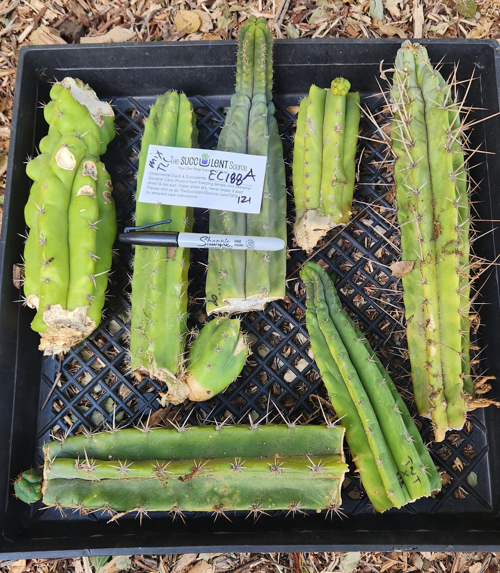 #EC188 EXACT Trichocereus TLC Bargain MIXED Cactus Cutting Lot