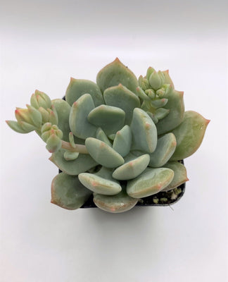 Graptoveria Moonglow