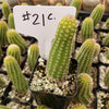 #21C Peanut Cactus 2" Plant