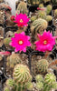 #21C Peanut Cactus 2" Plant