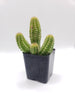 #21C Peanut Cactus 2" Plant