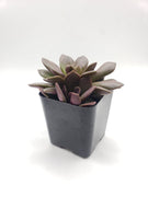 Anacampaseros Green Purple Succulent Plant