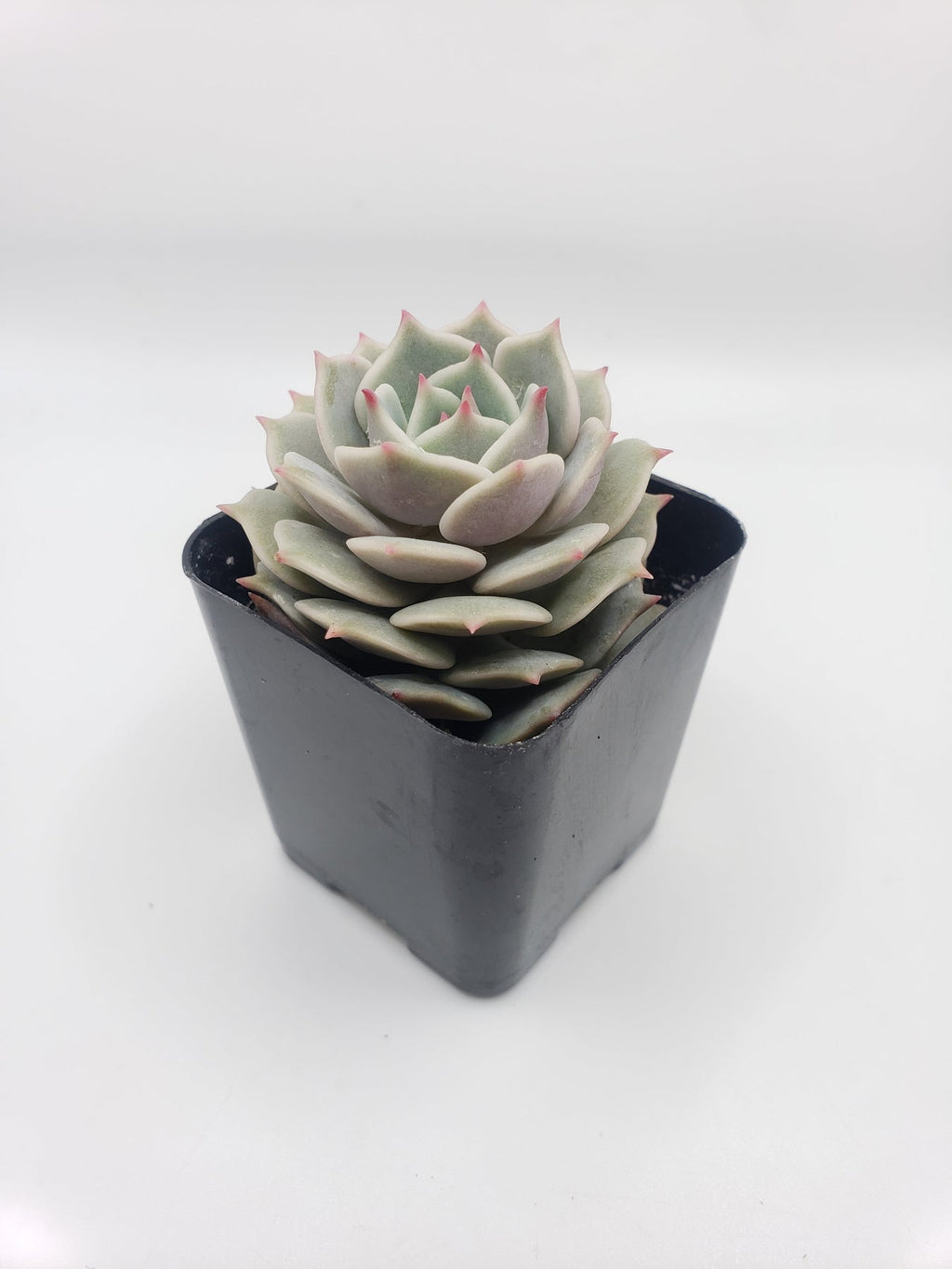 Echeveria Lola