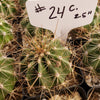 #24C 2.5" Cactus Plant