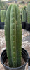 #EC220 EXACT Trichocereus Pachanoi Kunaq OP Chavin Cactus Plant 14”