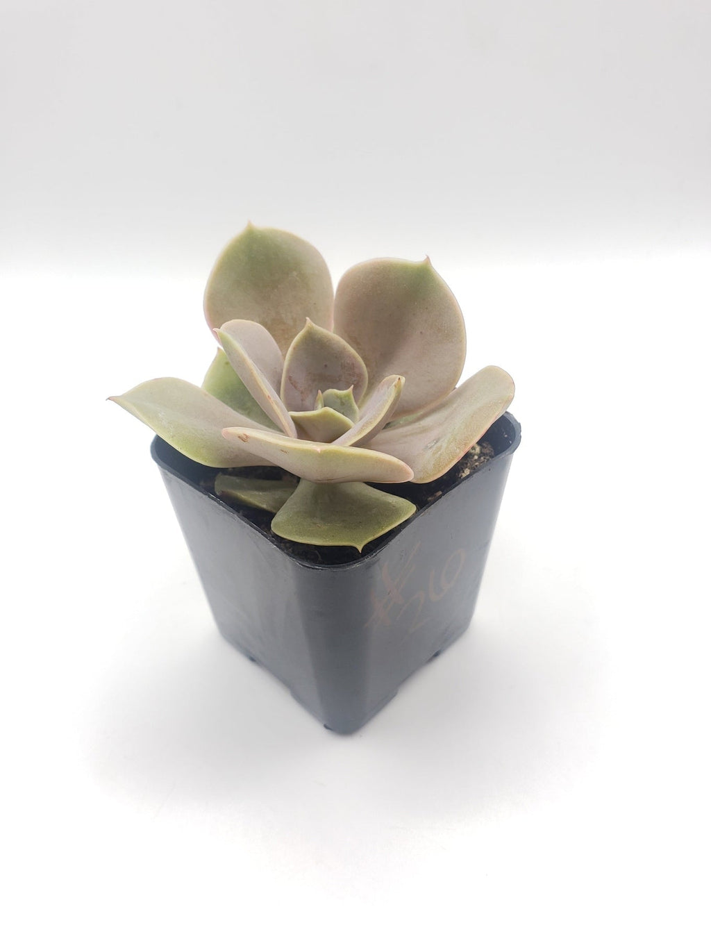 Echeveria hybrid