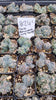 #26c Ming Things Cactus Plant