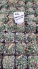 #29c Hamatocactus Setispinus Cactus Plant