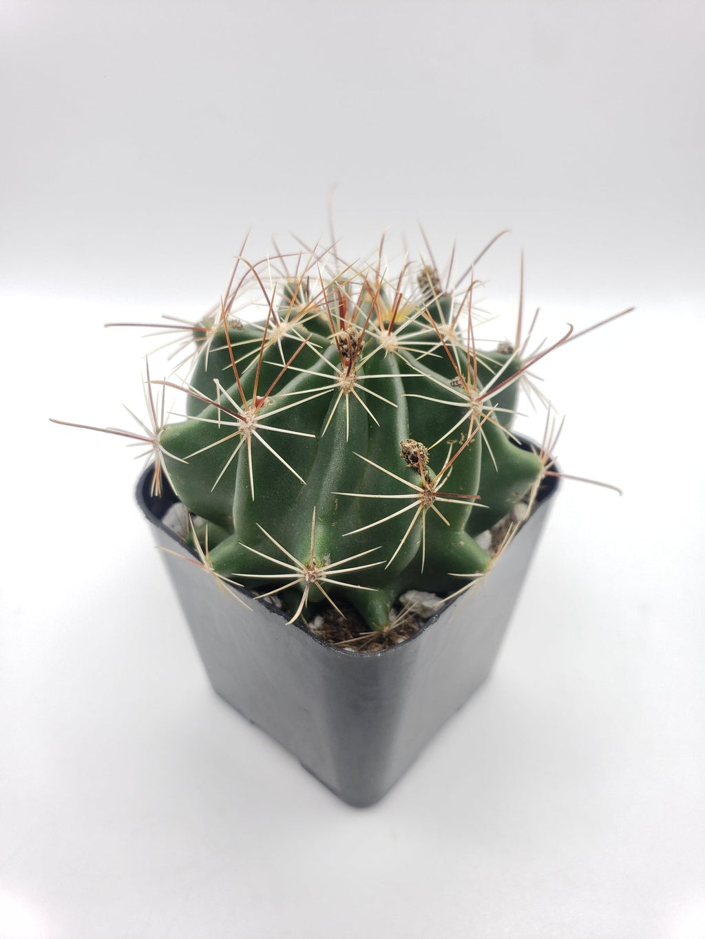 #29c Hamatocactus Setispinus Cactus Plant