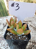 Sedum Coppertone