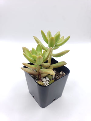 Sedum Coppertone