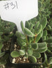 Crassula Congesta