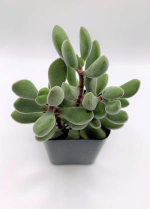 Crassula Congesta