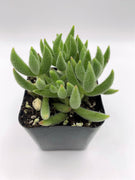 Crassula Mesembryanthemoides Mini Succulent Plant