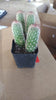 #32c Mammilaria Cactus Plant